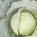 夏博士莲花白