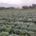 夏博士莲花白