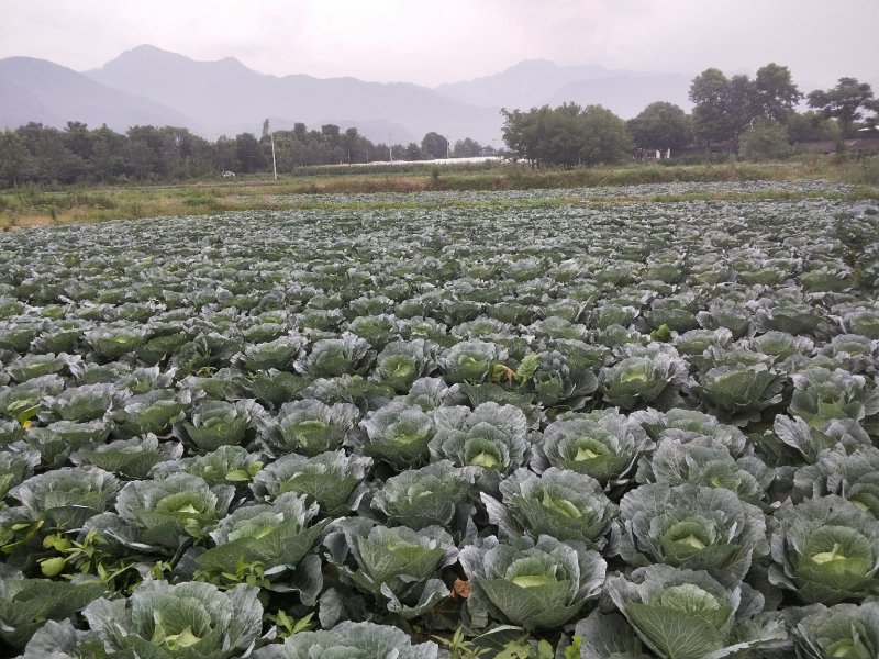 夏博士莲花白
