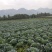 夏博士莲花白