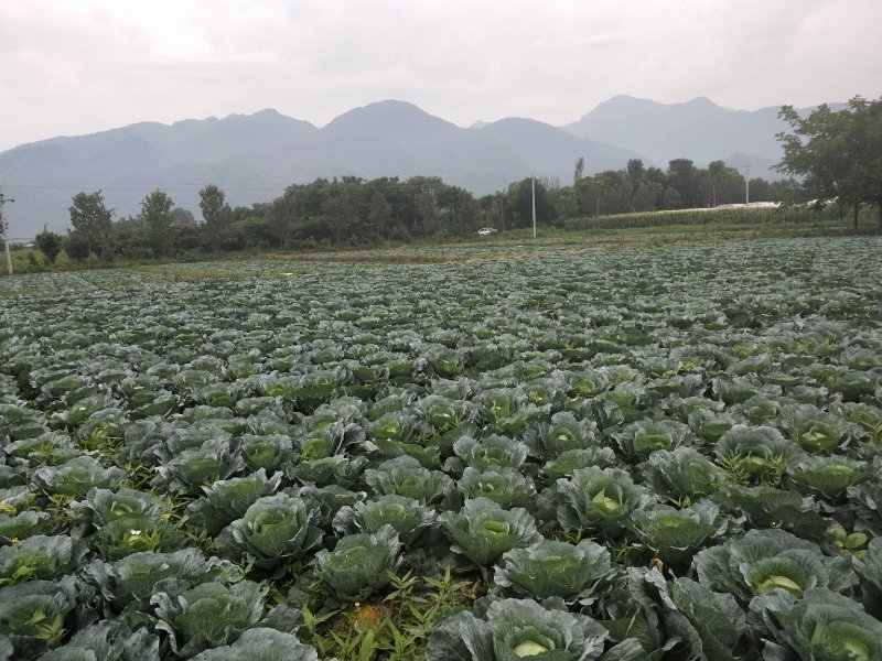 夏博士莲花白