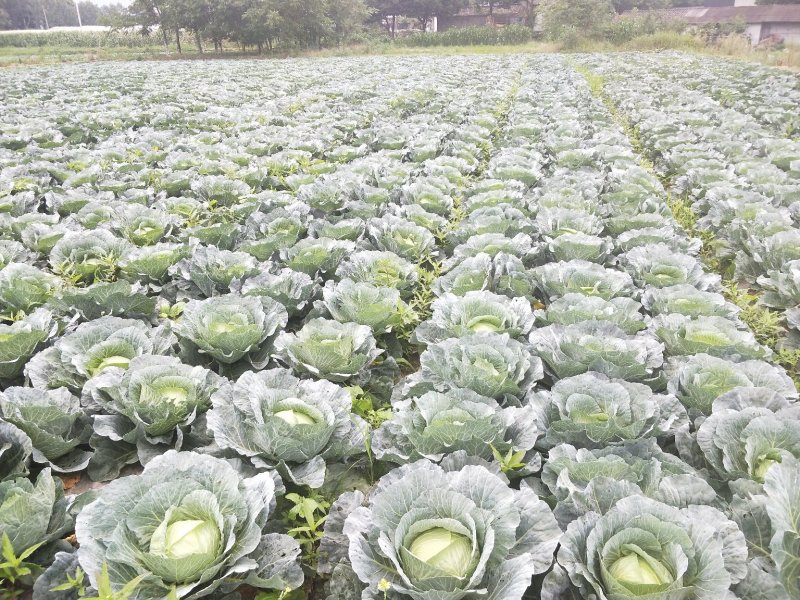 夏博士莲花白