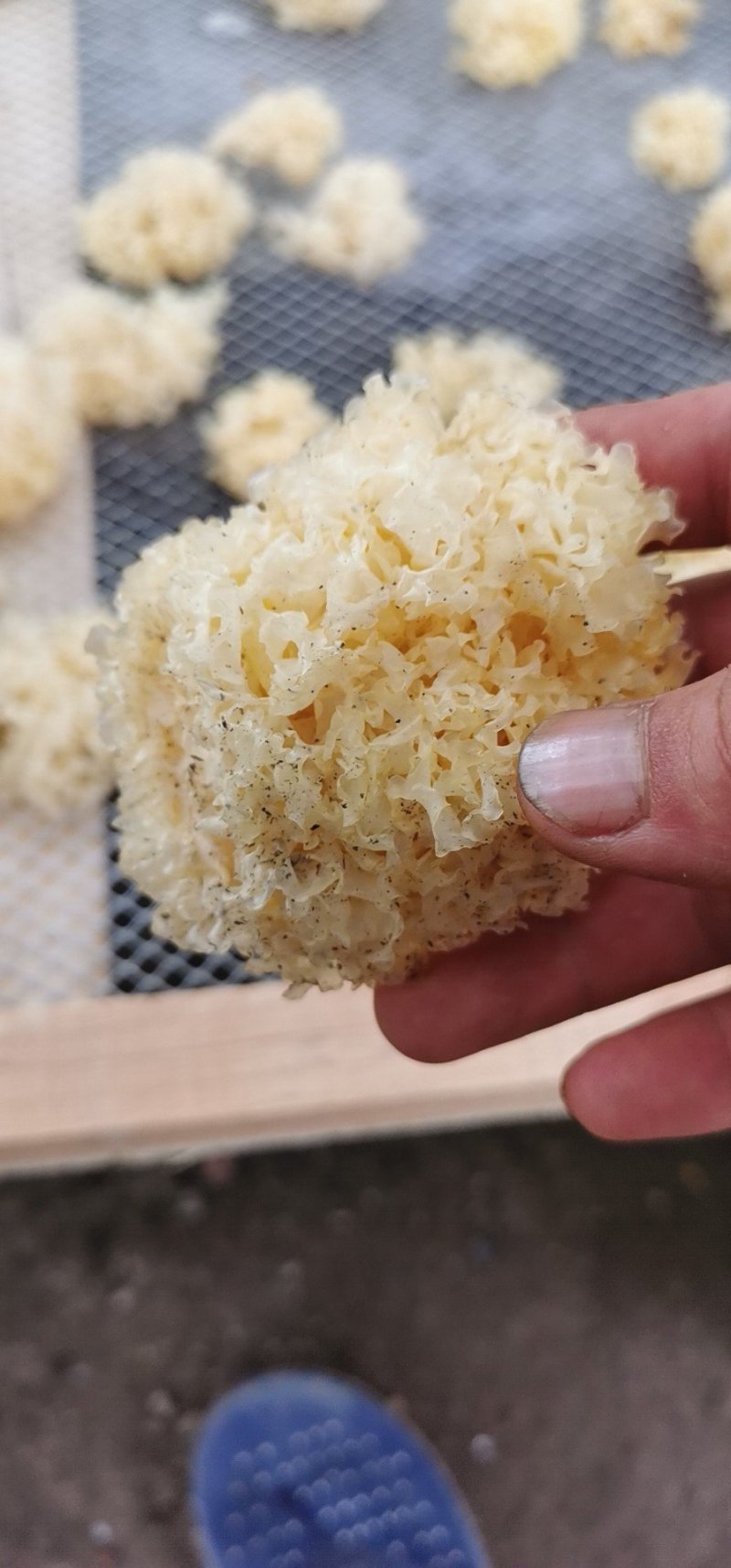 椴木银耳，营养价值高