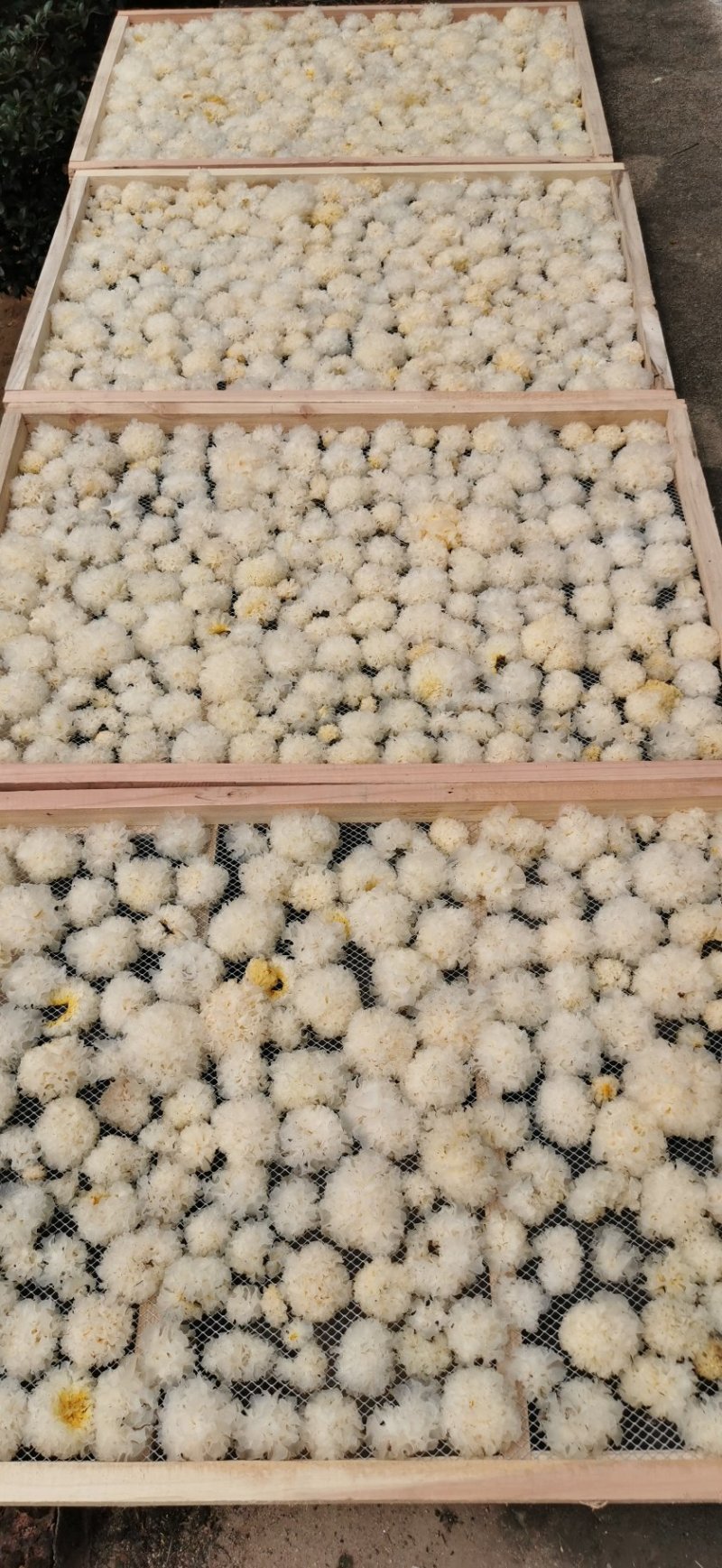 椴木银耳，营养价值高