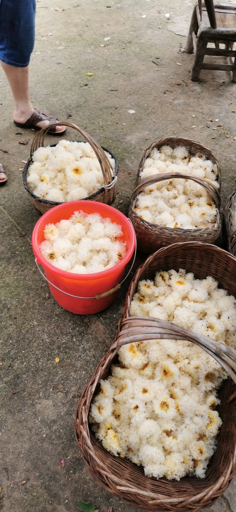 椴木银耳，营养价值高