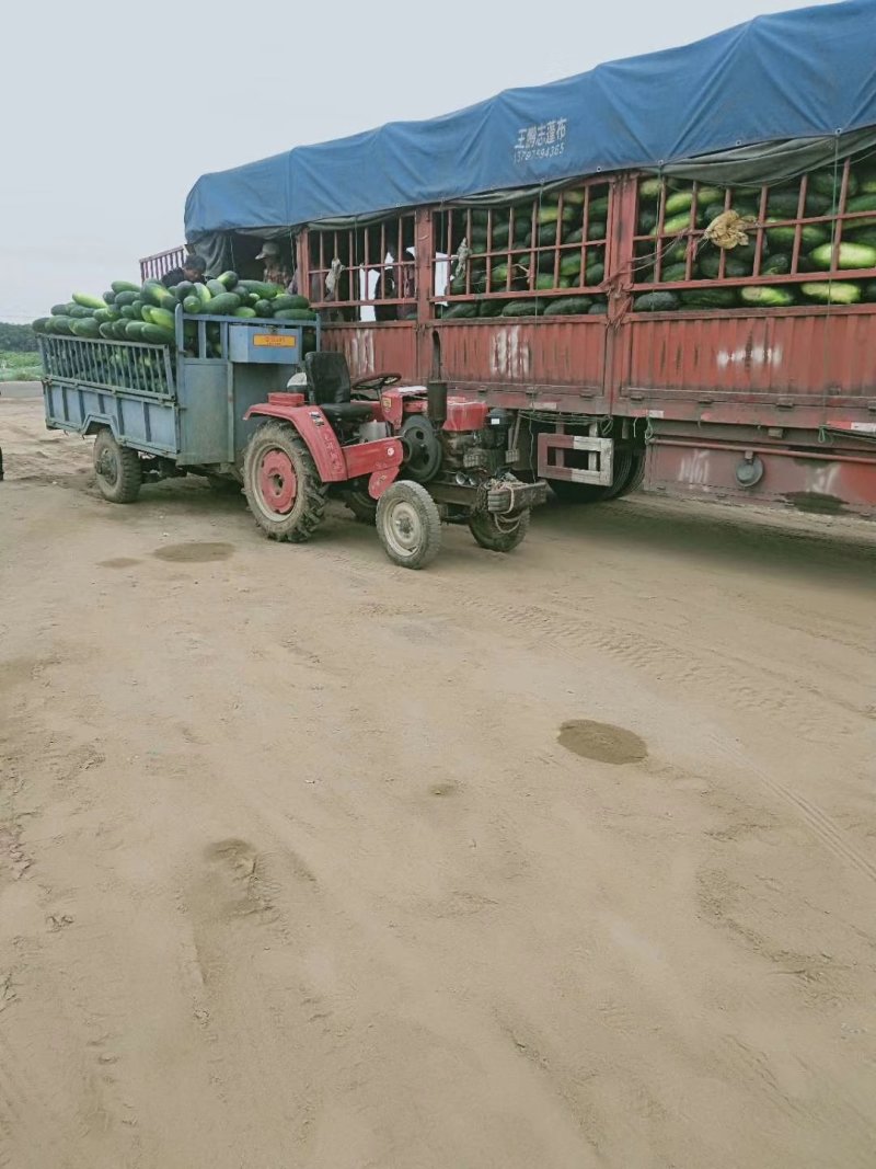 河南秋冬季黑皮铁心吊冬瓜18斤以上基地直供正在热卖中