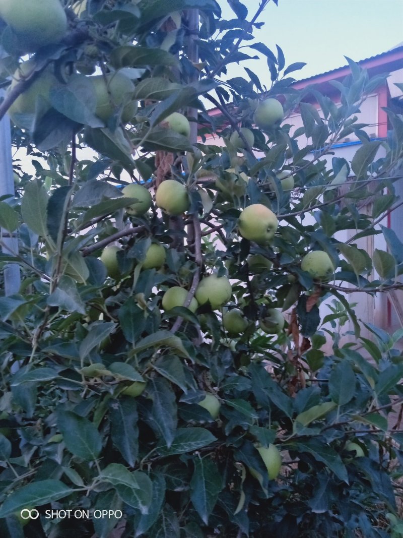 青苹果