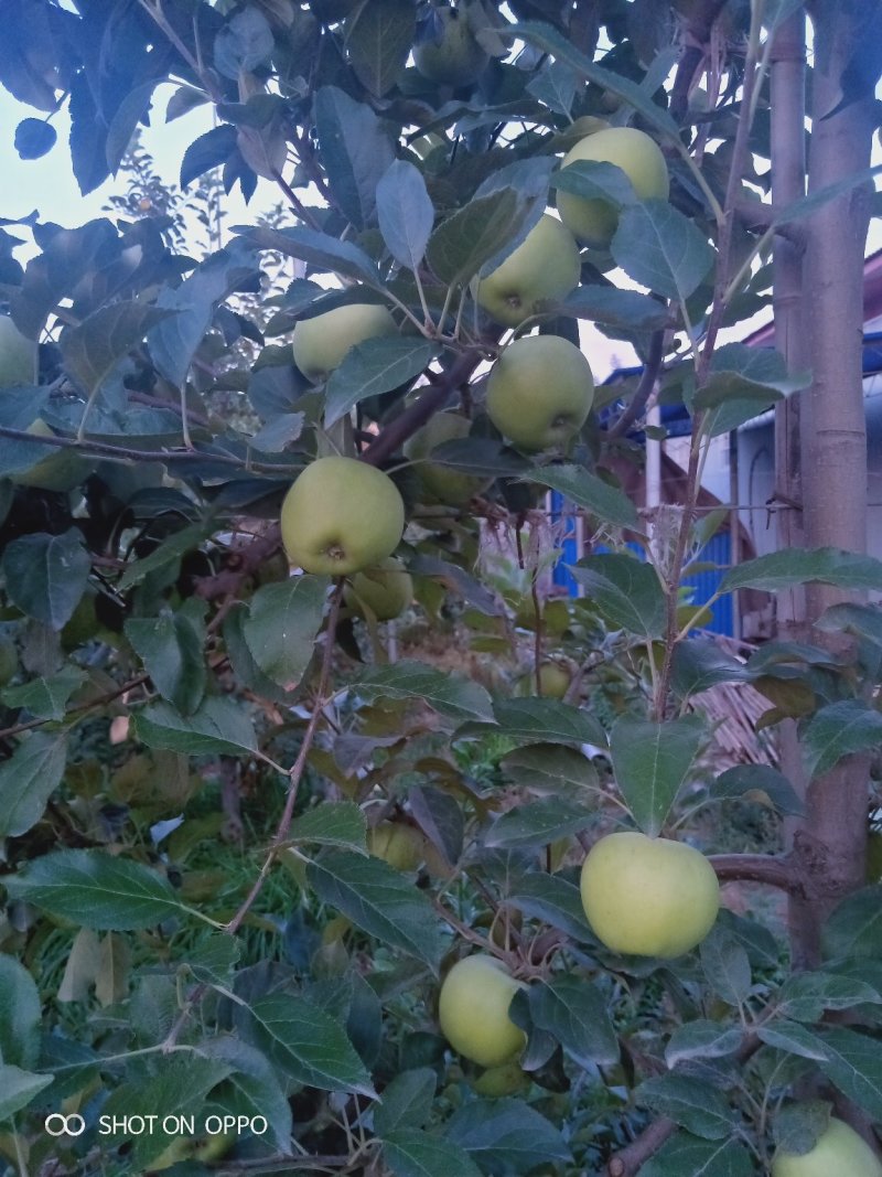 青苹果