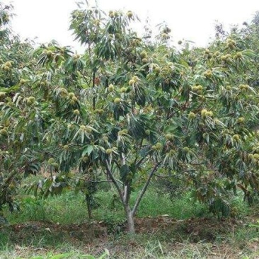 沭阳栗子树基地大量现货待售，具体栗子树多少钱一棵，请来电