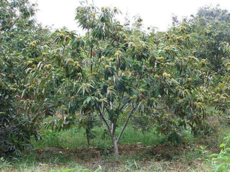 沭阳栗子树基地大量现货待售，具体栗子树多少钱一棵，请来电