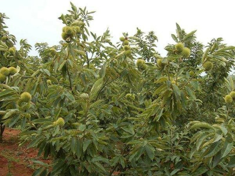 沭阳栗子树基地大量现货待售，具体栗子树多少钱一棵，请来电