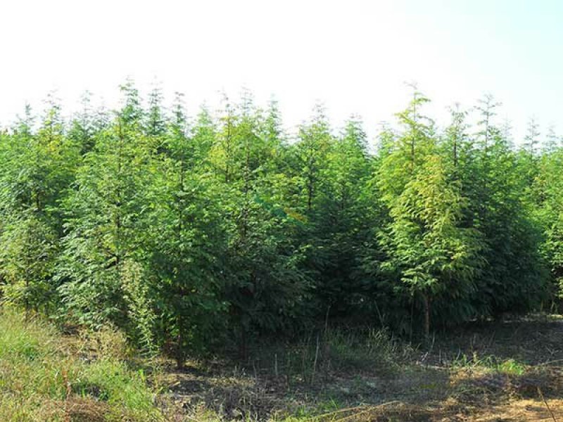 常年批发供应水杉树价格优惠，树形优美生长旺盛，沭阳水杉树