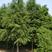 常年批发供应水杉树价格优惠，树形优美生长旺盛，沭阳水杉树