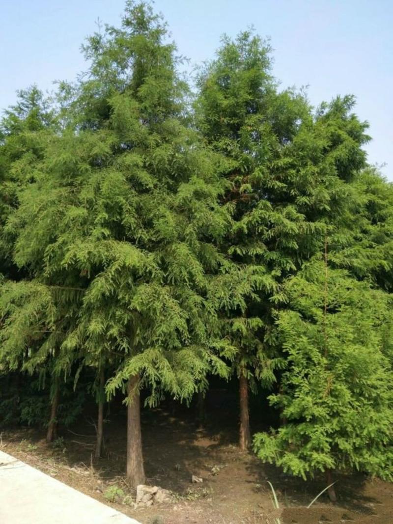 常年批发供应水杉树价格优惠，树形优美生长旺盛，沭阳水杉树