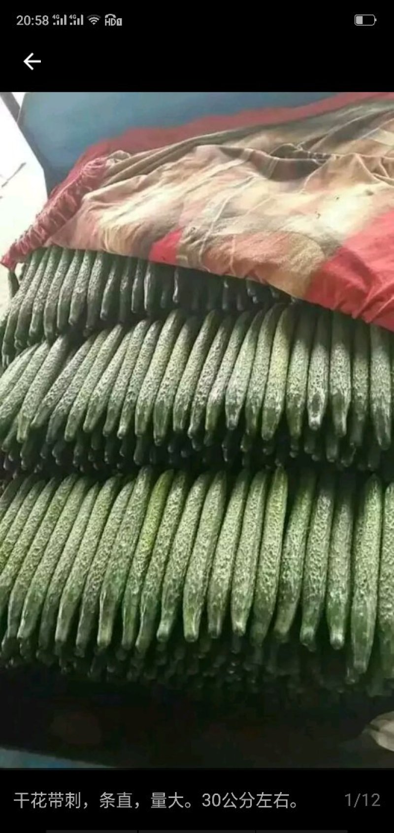 精品黄瓜颜色油绿鲜亮一次过合作终身是朋友