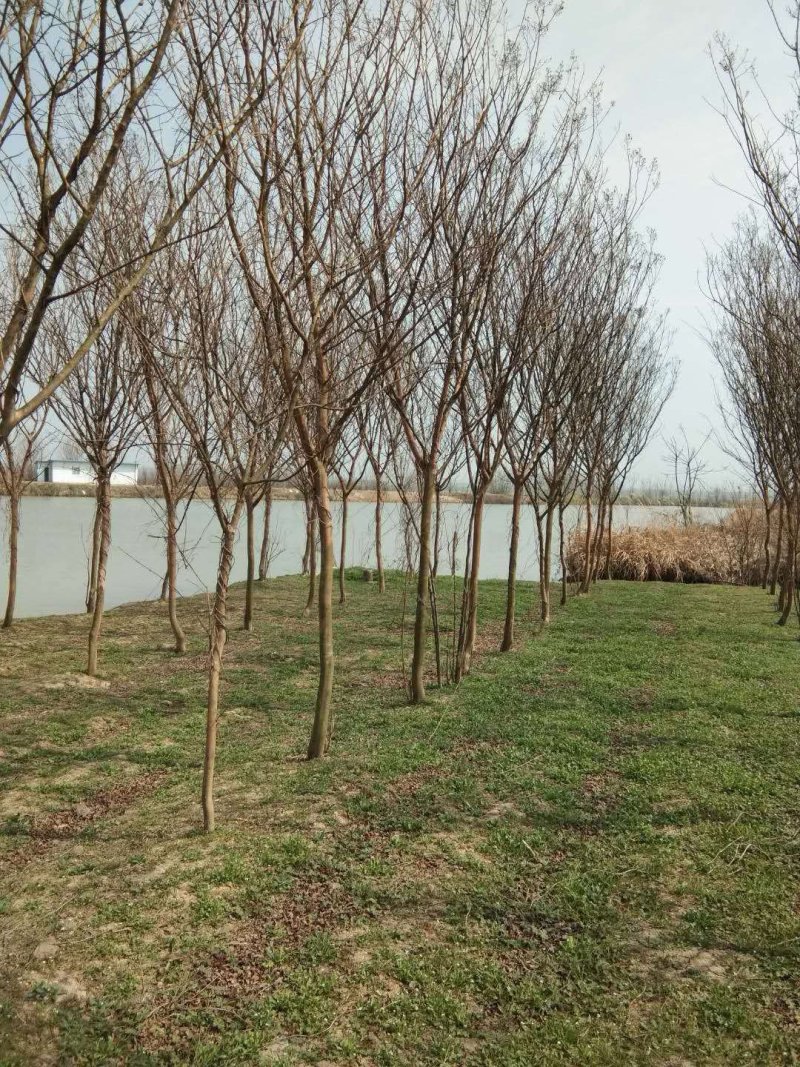 紫薇百日红5-10公分量大供应