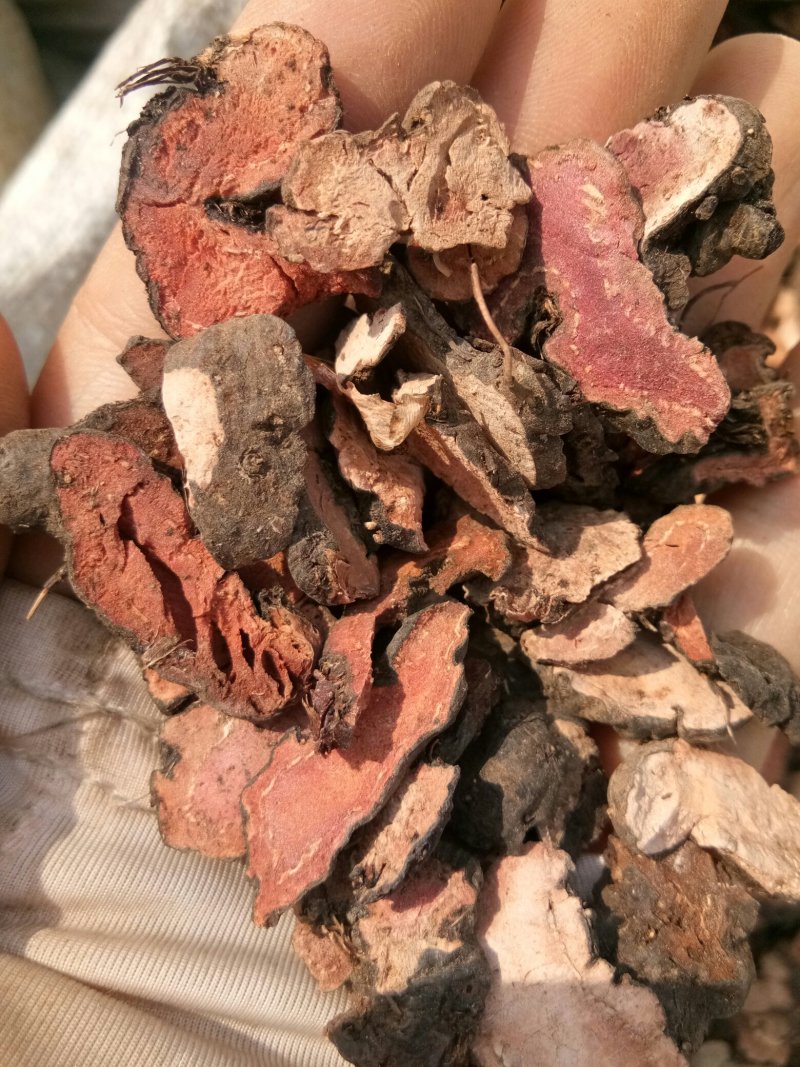 拳参甘肃无硫干货又名紫参草河车一公斤起包邮