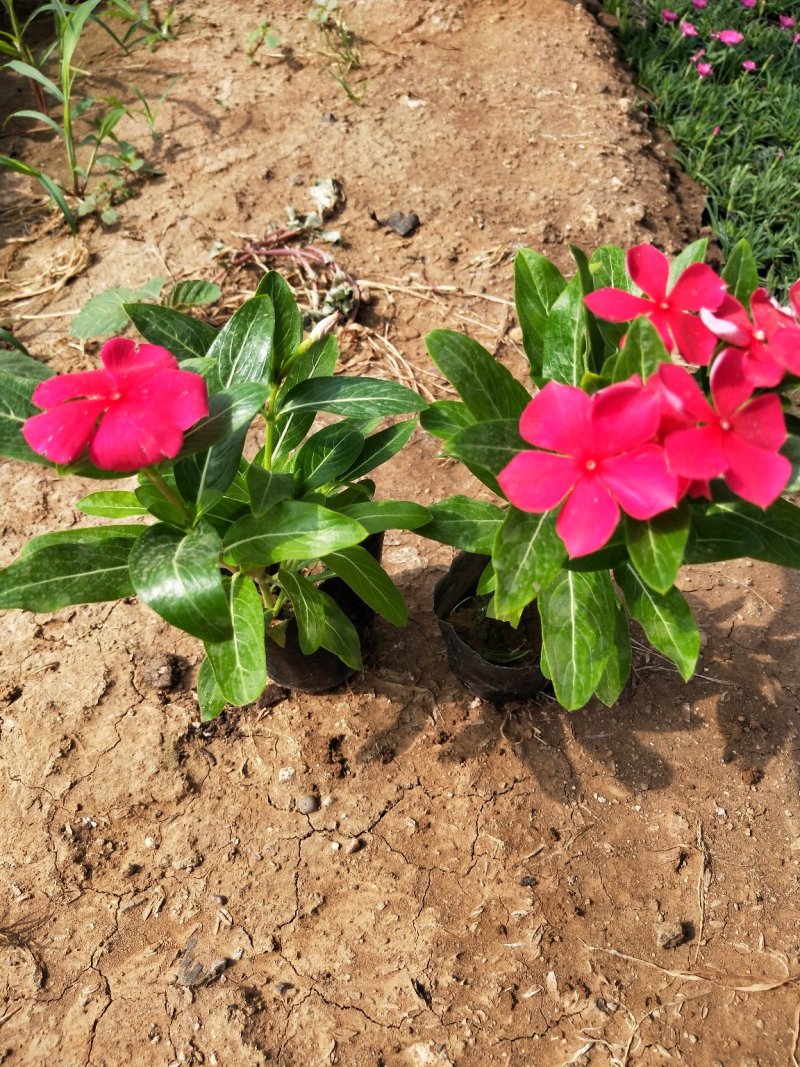 长春花山东青州大量供应时令草花苗木基地直发