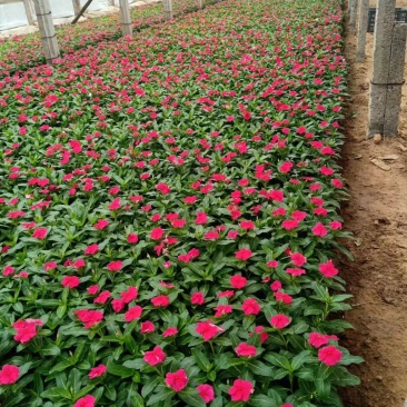 长春花山东青州大量供应时令草花苗木基地直发