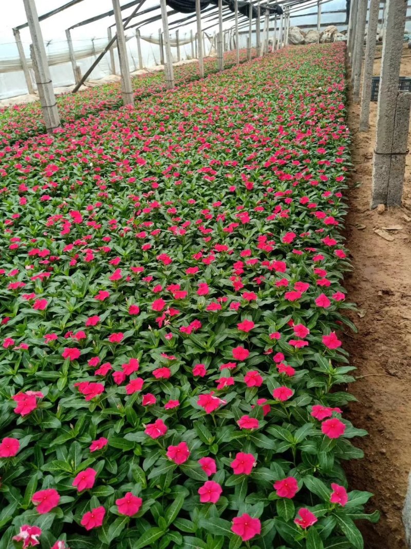长春花山东青州大量供应时令草花苗木基地直发