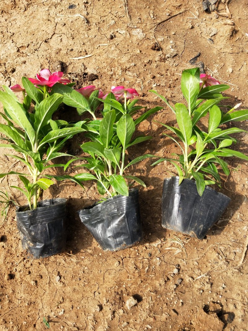 长春花山东青州大量供应时令草花苗木基地直发