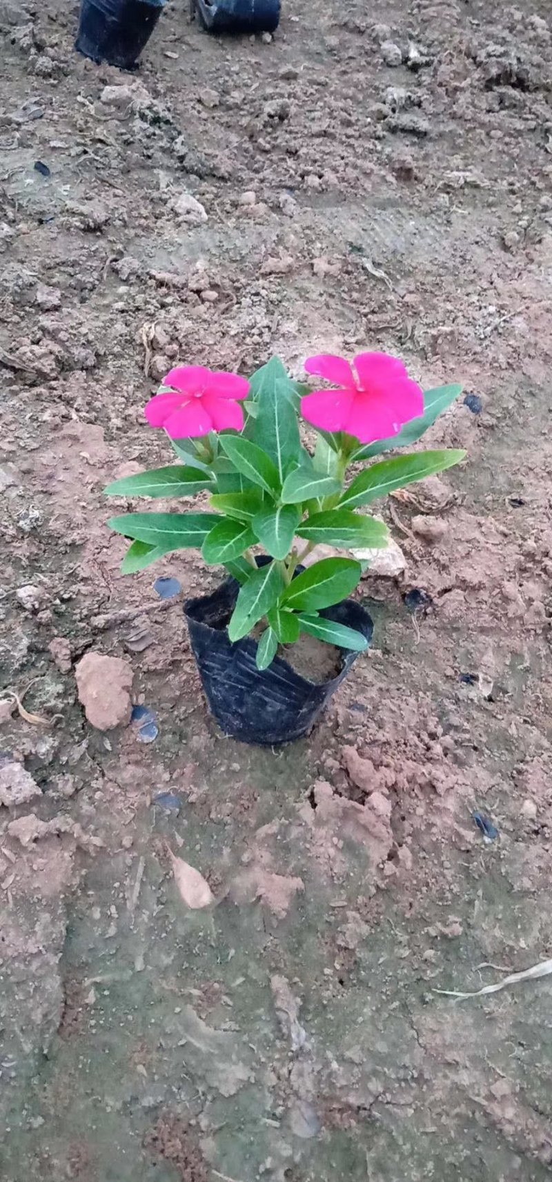 长春花山东青州大量供应时令草花苗木基地直发