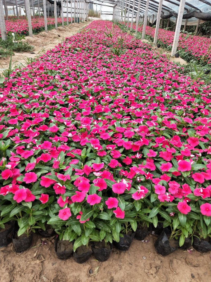长春花山东青州大量供应时令草花苗木基地直发