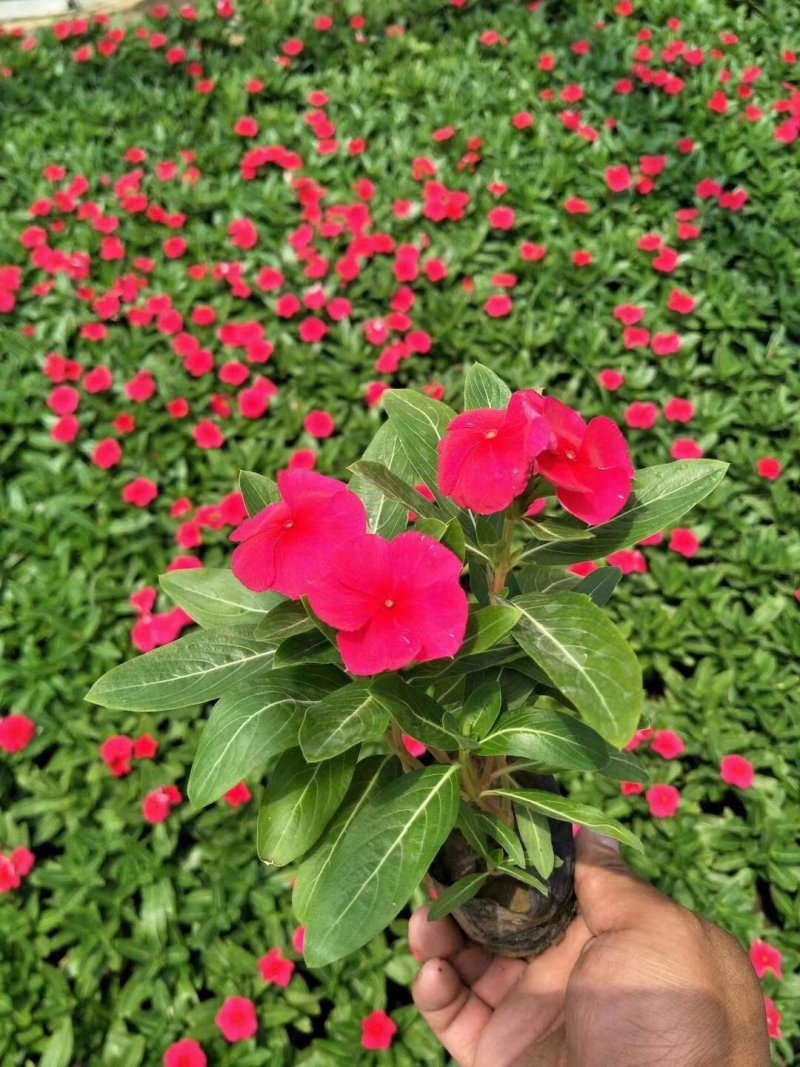 长春花山东青州大量供应时令草花苗木基地直发