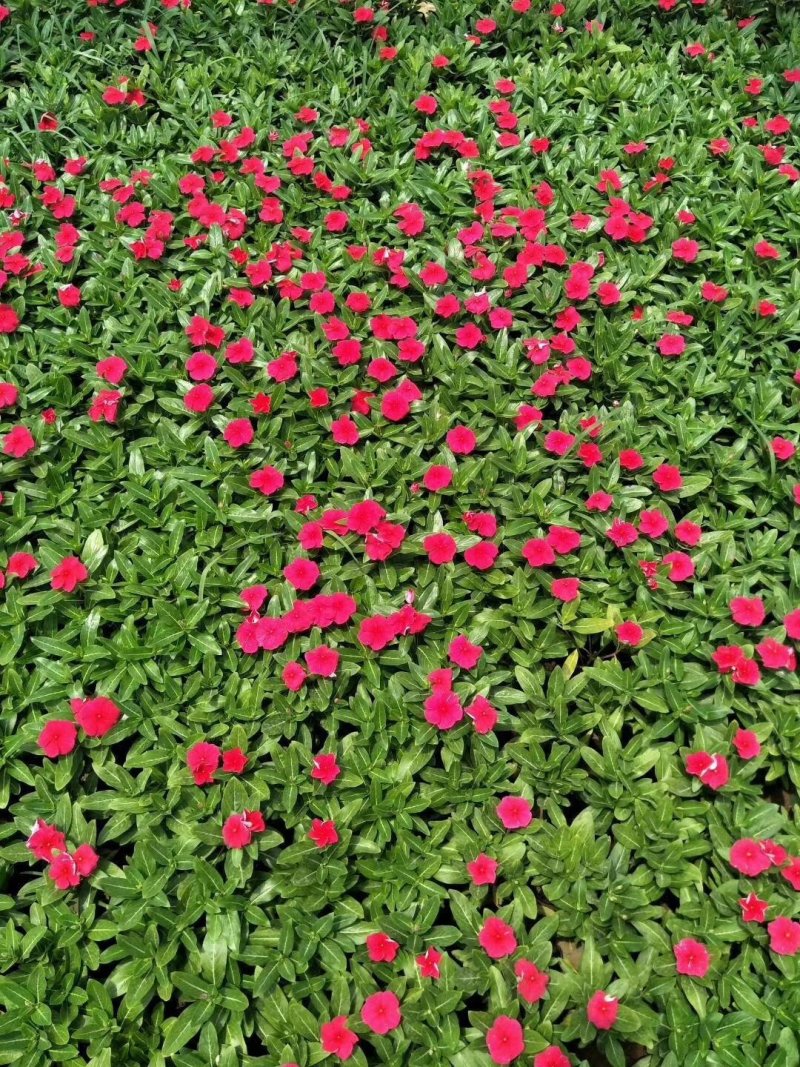 长春花山东青州大量供应时令草花苗木基地直发