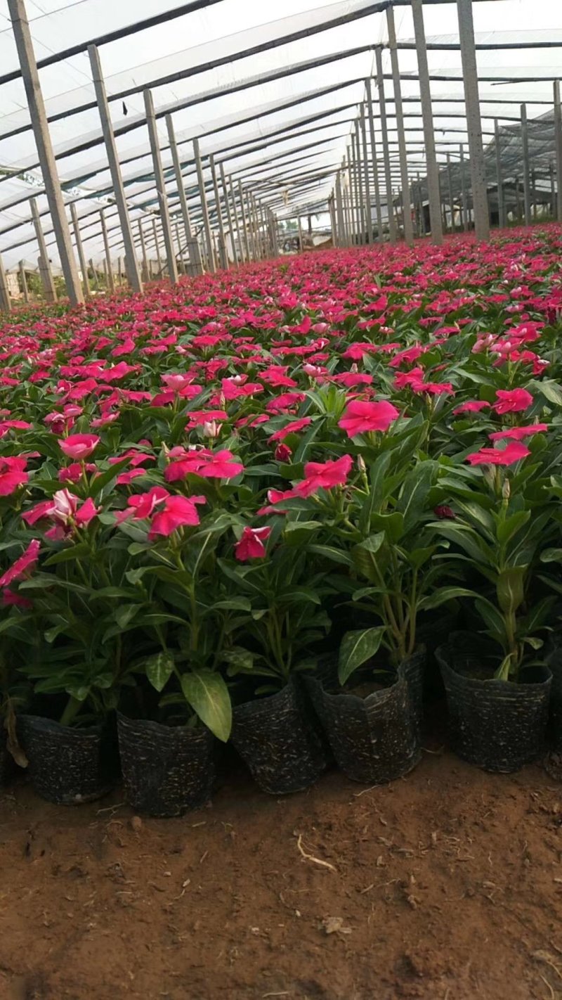 长春花山东青州大量供应时令草花苗木基地直发