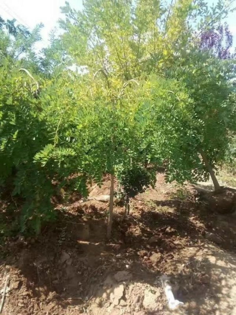 沭阳龙爪槐基地大量销售中，常年批发供应龙爪槐价格优惠