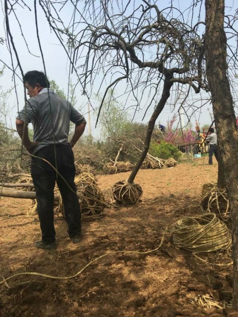 沭阳龙爪槐基地大量销售中，常年批发供应龙爪槐价格优惠