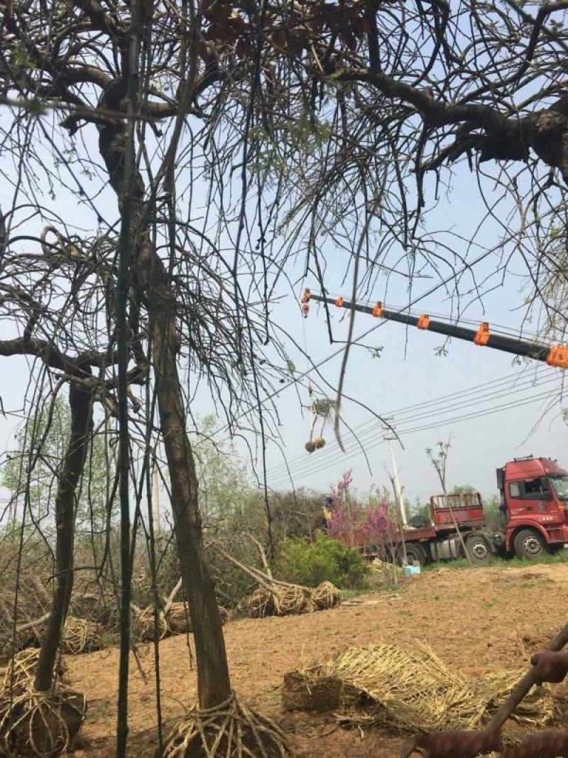 沭阳龙爪槐基地大量销售中，常年批发供应龙爪槐价格优惠