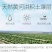 宁夏中宁枸杞芽茶半斤60，一斤100全国包邮
