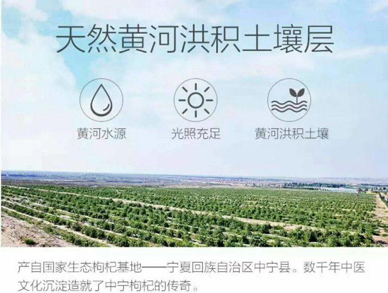 宁夏中宁枸杞芽茶半斤60，一斤100全国包邮