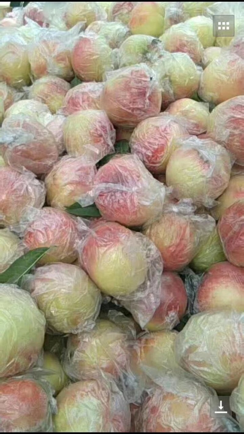 红不软八毛