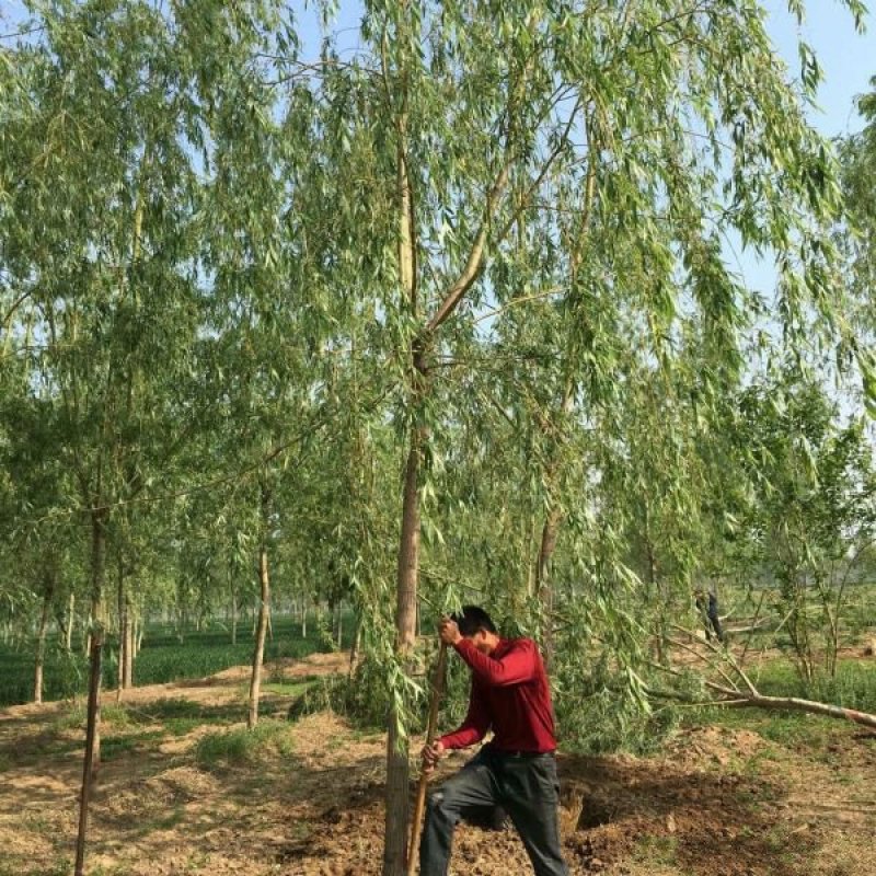 阳金丝柳基地大量销售中，具体金丝柳多少钱一棵，请来电咨询