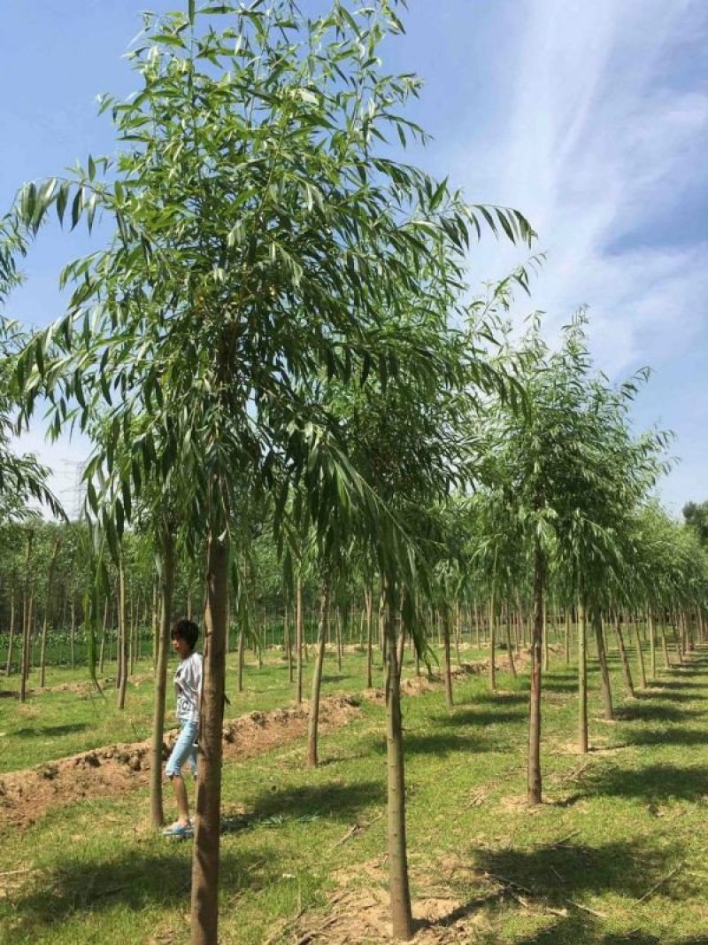 阳金丝柳基地大量销售中，具体金丝柳多少钱一棵，请来电咨询