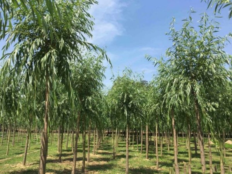 阳金丝柳基地大量销售中，具体金丝柳多少钱一棵，请来电咨询