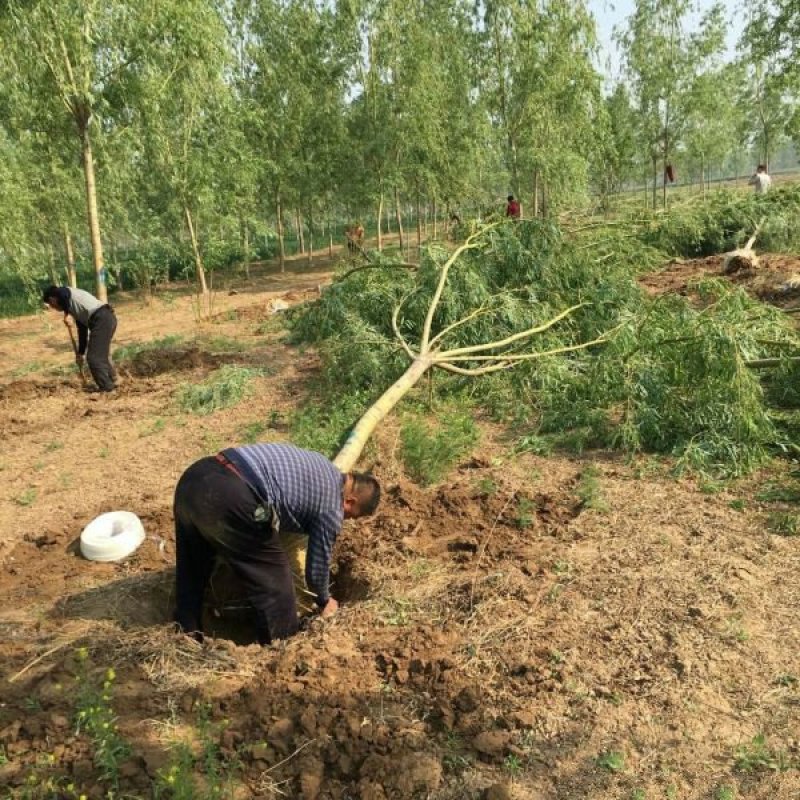 阳金丝柳基地大量销售中，具体金丝柳多少钱一棵，请来电咨询