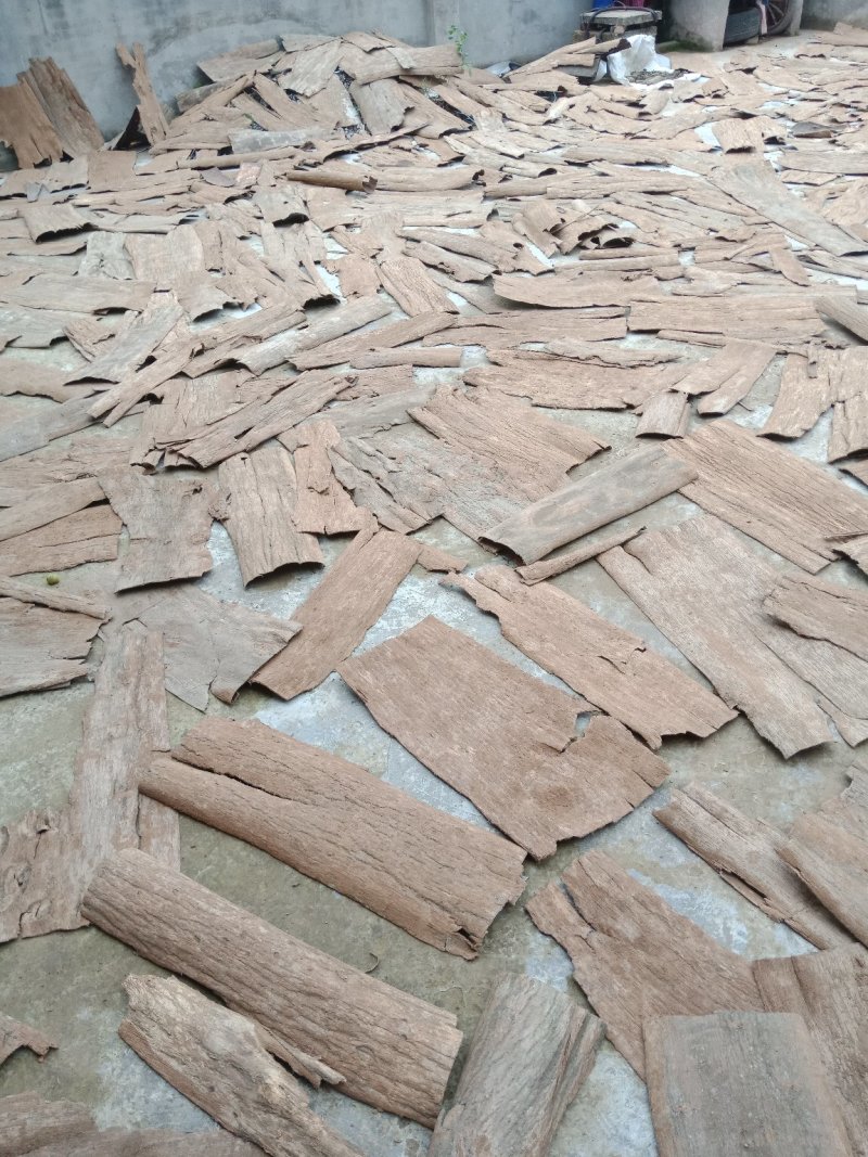 杜仲产地货源刮皮干净含量够可定做