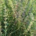 新品种黄芩