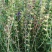 新品种黄芩