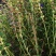 新品种黄芩