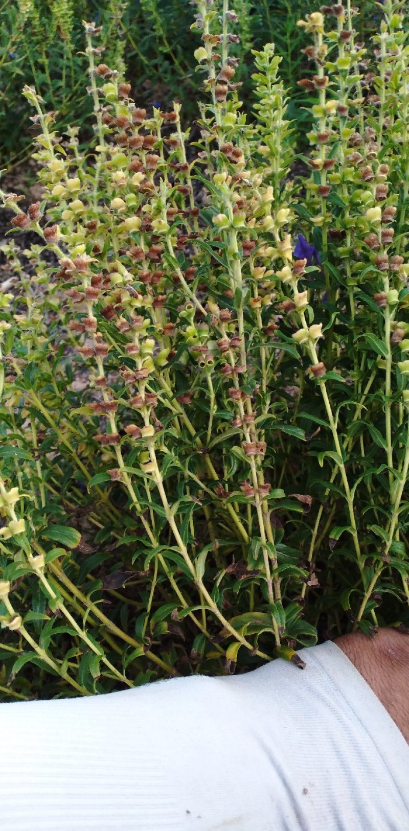新品种黄芩
