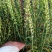 新品种黄芩