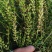 新品种黄芩