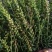 新品种黄芩