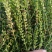 新品种黄芩