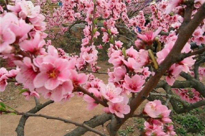 求购桃树苗木，常年批发供应桃树价格优惠，沭阳桃树基地大量